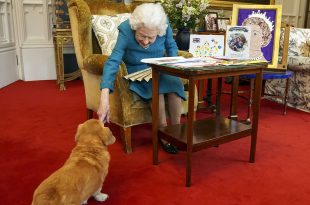 The Queen's Dog Candy Interrupts Her Memorabilia Viewing