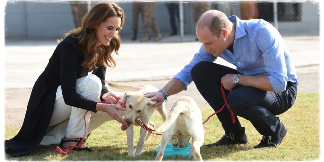 William And Kate Fans Swoon Over ‘Royal Puppy Chaos’
