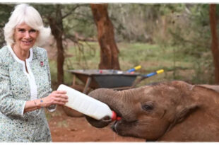 Queen Camilla Bottle Fed Baby Elephants At Elephant Orphanage In Kenya