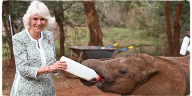 Queen Camilla Bottle Fed Baby Elephants At Elephant Orphanage In Kenya